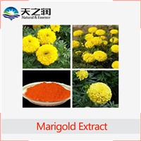 Natural Marigold Flowers Extract Lutein / Top Quality Marigold Extract / Hot Marigold Extract Powder