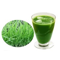 Organic wheat grass juice powder