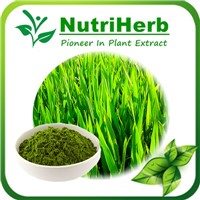 Natural Organic Wheat Grass Powder