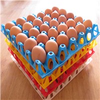 high quality for plastic egg tray