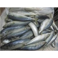 Frozen Horse Mackerel Fish Fresh /Frozen Grade A HOT SALES