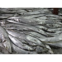High Quality Frozen Ribbon Fish for sale