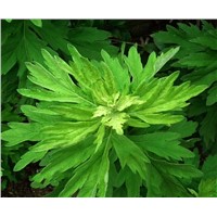 Artemisia Herb 95% Ethanol Soft Extract