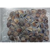 FROZEN BOILED WHOLE BROWN CLAM SHELL on