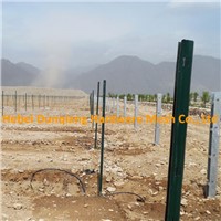 Metal Farm Post for Vineyard From China Supplier