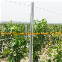 Zinc Coating Galvanized Metal Vineyard Grape Trellis Post