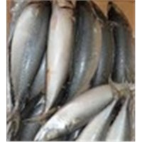 frozen spanish mackerel in fish fresh seafood