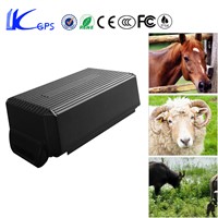 Non-rechargeable Special Battery GEO Fence Alarm Sheep GPS Tacker With Free Collar
