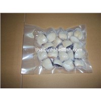 FROZEN BOILED WHOLE WHITE CLAM SHELL on