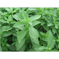 Rebaudioside A 97% Stevia Leaf Extract