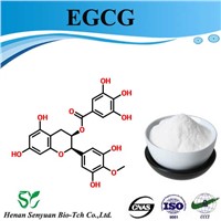 High Quality Epigallocatechin Gallate Powder