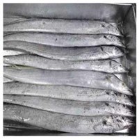 Frozen Ribbon Fish Whole Round for Sale