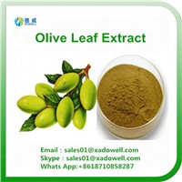 High Quality Plant Extract Olive Leaf Extract