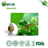 High Quality Giant Knotweed Extract/Giant Knotweed Extract Bulk Resveratrol
