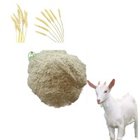 Wheat Gluten Meal Poultry Feed Livestocks Feed