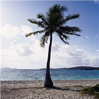 China Make Steel/Metal Artificial Tree Outdoor King Coconut Palm Tree for Beach Decoration