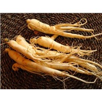 Top Quality Panax Ginseng Root Extract 7%