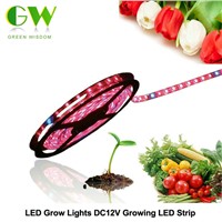 LED Grow Lights DC12V Growing LED Strip 5050 IP20 IP65 IP68 Plant Growth Light for Greenhouse Hydroponic Plant 5m/Lot