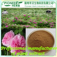 Rose Flavones, Rose Extract Manufacturer