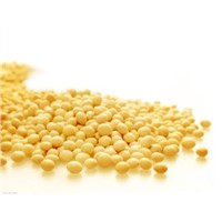 Soybean Extract