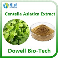 Health Benefits Centella Asiatica Extract /Gotu Kola Extract Powder 10% Asiaticosides