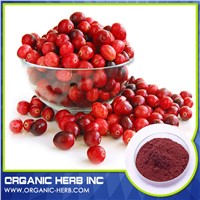 Cranberry Seed Extract 10:1 | Cranberry Plants Extract 10%