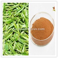 Natural Plant Extract Scavenge Free Radicals 95% 98% Polyphenols Green Tea Extract