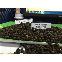 Black Pepper from Vietnam (84 90 5179759)