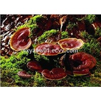 Natural Ling-Zhi / Reishi Mushroom Extract 40% Polysaccharide