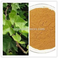 Natural Promote Respiratory System Health Ivy Extract 10% Saponins