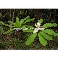Natural CAS No 528-43-8 Magnolia Officinalis Extract 50% 95% Magnolol
