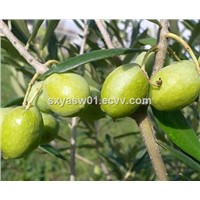 Natural CAS No 32619-42-4 Olive Leaf Extract 20%-60% Oleuropein