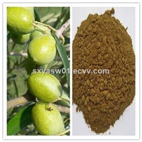 Natural Promote Cardiovascular Health Olive Leaf Extract 10% 40% Hydroxytyrosol