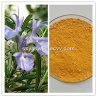 100% Natural Plant Extract Rosemary Extract