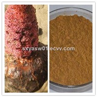 Natural 10:1 20:1 Cynomorium Coccineum / Herba Cynomorii Extract