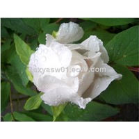 Paeoniflorin Natural Paeonia Albiflora / White Peony Root Extract