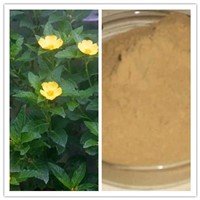 Good for Man & Woman 5: 1 10: 1 Damiana Leaf Extract