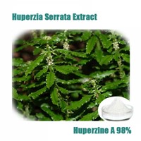 Huperzine-A / Brain Health / Huperzia Serrate Extract