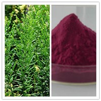 Natural CAS No 517-89-5 Arnebia / Gromwell Root Extract 98% Alkannin / Shikonin