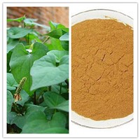 Natural 10: 1 20: 1 Herba Houttuyniae Extract