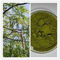 Natural High Quality Anti Aging Moringa Oleifera Powder