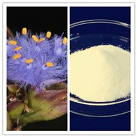 Cosmetics Ingredient Cyanotis Arachnoidea Extract 90% 95% Ecdysone (CAS No 3604-87-3)
