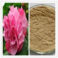 Natural Hibiscus Flower Extract with 5% Anthocyanins