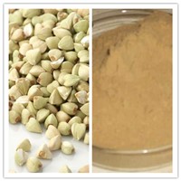Natural 30% 50% Flavones Buckwheat Extract