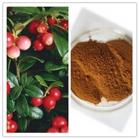 Natural Rose Hips Extract with 5% Vitamin C / 10% Polyphenols