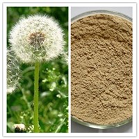 Natural Treat Liver Disorder 10:1 20:1 Dandelion Extract