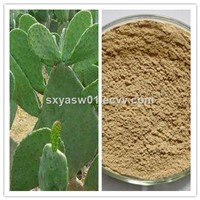 Natural Plant Extract San Pedro Cactus / Cactus Extract