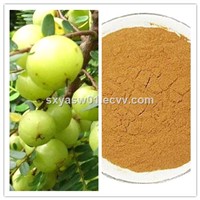 Natural 10:1 20:1 Fructus Phyllanthi / Phyllanthus Emblica Extract