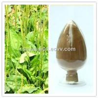 Natural 10:1 20:1 Plantain (Seed) Extract