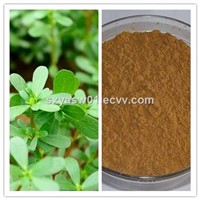 Natural 10: 1 20: 1 Purslane Extract